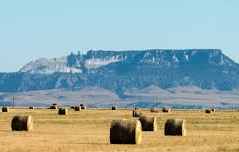 Montana hay field